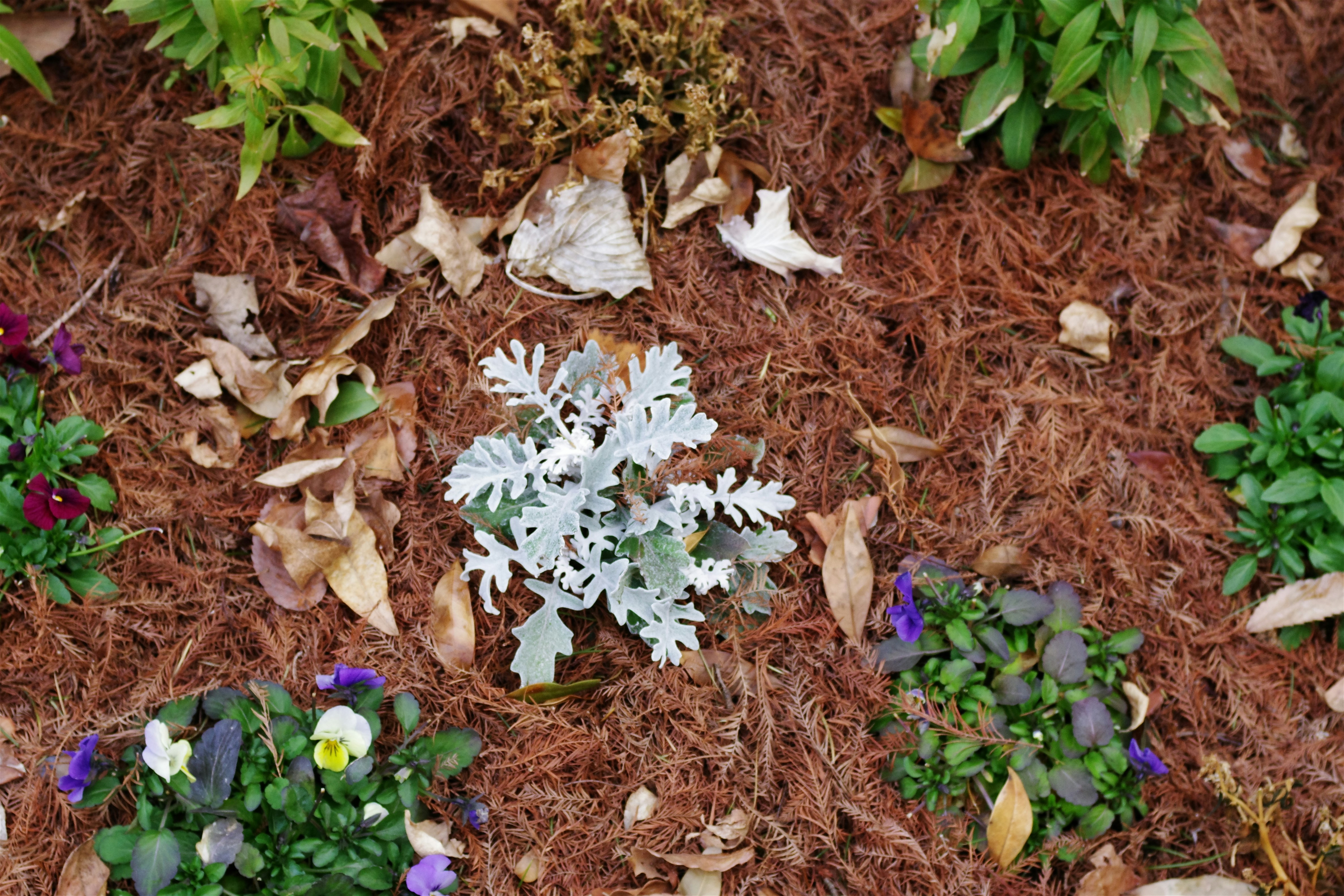 Mulch and garden bed maintenance.